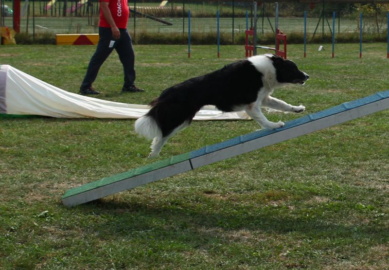 Special Agility
