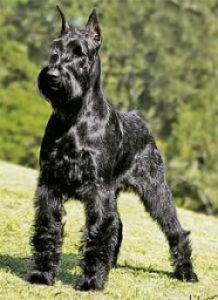 7f889d3b194b83815118f27e20201ae0-f85d8610