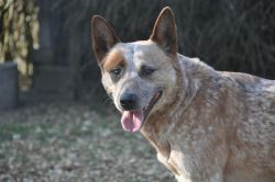 australian-cattle-dog-6777ef52