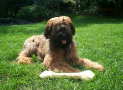 briard-221045ff
