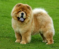 chow-chow-06-281e17cc