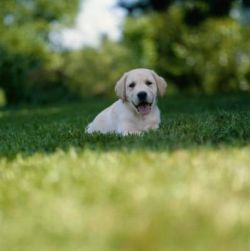 dog-urine-resistant-grass-seed-5efe482f