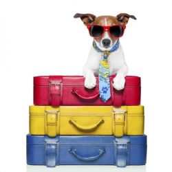 G Cover Dog-3ec30d46 (1)