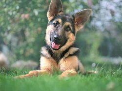 german_shepherd_puppy-c21cf016