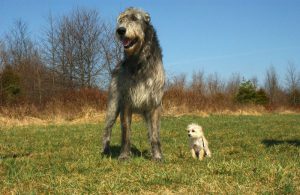 irish-wolfhound