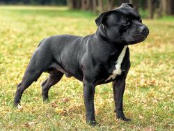 staffordshirebullterrier-b2f9af6e