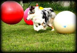 treibball20-6aef93d0