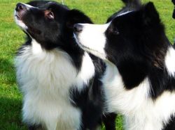 border_collie-ab21c499