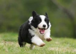 border_collie_uk-91f6e07a