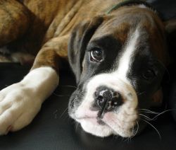 boxer-puppy-11a13611