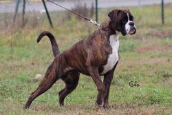 boxer-tigrato_ng2-82de2749