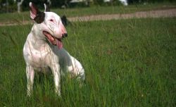 bullterrier-345337_1280-225bff56