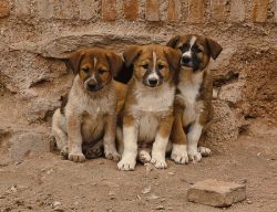 canedellatlas2-jpg-95f8c596