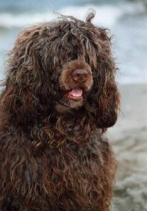 caodeagua-jpg-0373d1a1