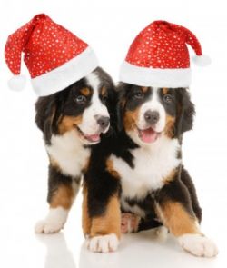 christmas_dog-725e5e3d-3