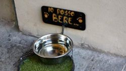 ciotola-acqua-2-8f917841