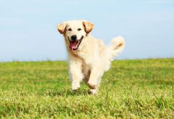 dog-1187597_1280-21b704c9