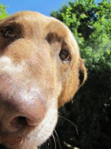 dog-395655_1920-b1fbbd03