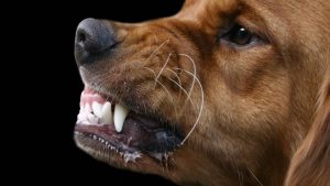 dog-snarl