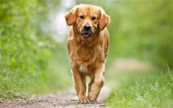 dog_parassiti-75fcd791