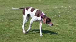 english-pointer-164115_1280-43505ae4