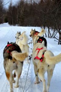 huskies-333625_1280-6a93e486