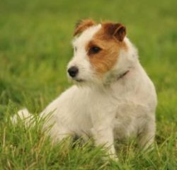 jack-russell-6a139838