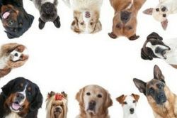 le-razze-di-cani-piu-intelligenti_2e2837dfcc5cc348122b43342e650abe-dc940cfb