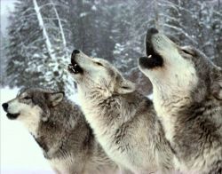 maxresdefault-c0c06308