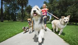 passeggiare_con_il_cane-6d155510