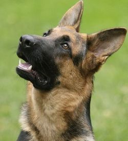 pastore-tedesco-c613590b