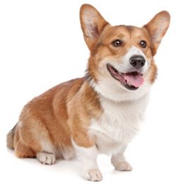 pembroke-welsh-corgi-67c880c9