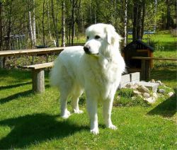 pyrenean-mountain-dog-518259_1280-08c8e272