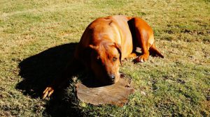 rhodesian-ridgeback