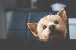 small-cute-dog-portrait_385-19323991-878f9f85