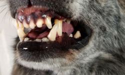 snarl-dog_-c495aa66