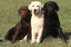 the-three-colors-of-labrador-retriver-046845b6