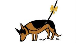 yellow-dog-project-timid-dog-5f935d26