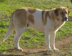rafeiro-do-alentejo-dog_0