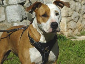 leather-dog-harness-amstaff-kid-2